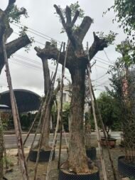 Premium Erythrina Crista‑Galli - Image 3
