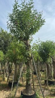 Premium Erythrina Crista‑Galli - Image 2