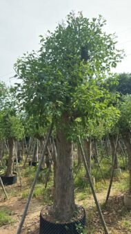 Premium Erythrina Crista‑galli (Cockspur Coral Tree) - Image 4
