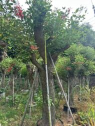 Premium Erythrina Crista‑galli (Cockspur Coral Tree) - Image 5