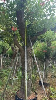 Premium Erythrina Crista‑galli (Cockspur Coral Tree) - Image 3