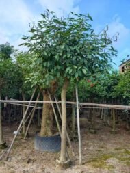 Premium Erythrina Crista‑galli (Cockspur Coral Tree) - Image 2