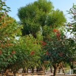 Premium Erythrina Crista‑galli (Cockspur Coral Tree)