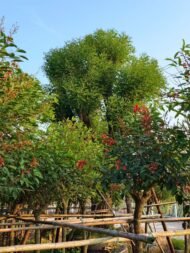 Premium Erythrina Crista‑galli (Cockspur Coral Tree)