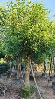Premium Erythrina Crista‑galli (Cockspur Coral Tree) - Image 5