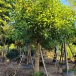 Premium Erythrina Crista‑galli (Cockspur Coral Tree)