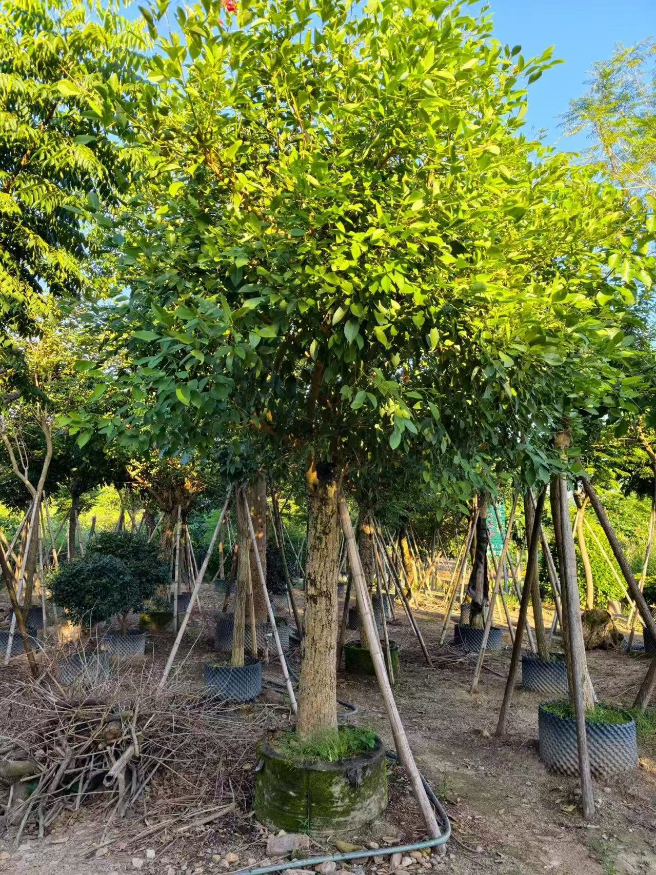微信图片_20260818111945_428_1 Premium Erythrina Crista‑galli (Cockspur Coral Tree) - Image 1