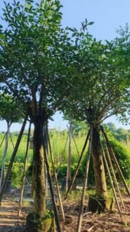 Premium Erythrina Crista‑galli (Cockspur Coral Tree) - Image 4