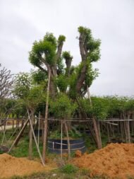 Premium Erythrina Crista‑galli (Cockspur Coral Tree) - Image 3