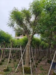 Premium Erythrina Crista‑galli (Cockspur Coral Tree) - Image 2