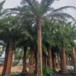 High‑End Premium Phoenix Dactylifera (Date Palm)