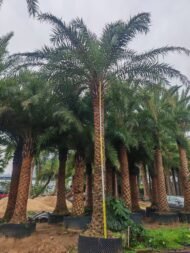 High‑End Premium Phoenix Dactylifera (Date Palm)