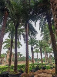 High‑End Premium Phoenix Dactylifera (Date Palm) - Image 3