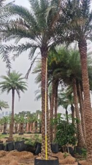 High‑End Premium Phoenix Dactylifera (Date Palm) - Image 2