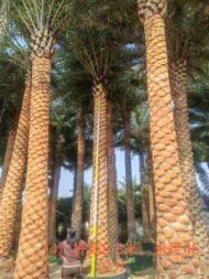 High‑End Premium Phoenix Dactylifera - Image 4