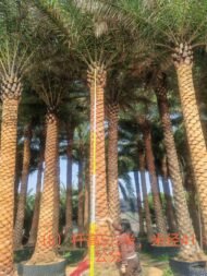 High‑End Premium Phoenix Dactylifera - Image 3