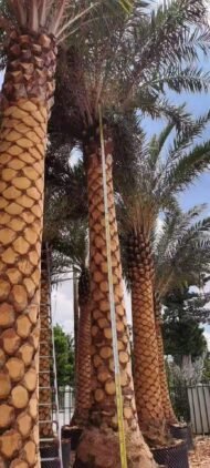 High‑End Premium Phoenix Dactylifera (Date Palm) - Image 2