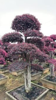 Premium Mature‑Trunk Loropetalum Chinense Bonsai - Image 6