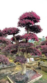 Premium Mature‑Trunk Loropetalum Chinense Bonsai - Image 5