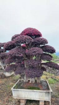 High‑End Premium Mature‑Trunk Loropetalum Chinense Bonsai - Image 2