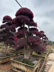High‑End Premium Mature‑Trunk Loropetalum Chinense Bonsai - Image 3