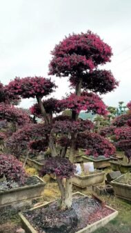 Premium Mature‑Trunk Loropetalum Chinense Bonsai - Image 4