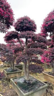 Premium Mature‑Trunk Loropetalum Chinense Bonsai - Image 3