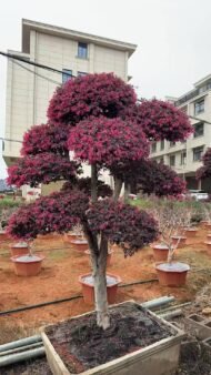 Premium Mature‑Trunk Loropetalum Chinense Bonsai - Image 2
