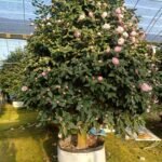 Premium Camellia Japonica with Natural Canopy