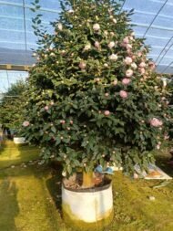 Premium Camellia Japonica with Natural Canopy
