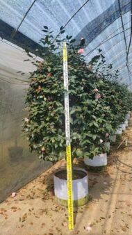 Premium Camellia Japonica with Natural Canopy - Image 4