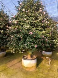 Premium Camellia Japonica with Natural Canopy - Image 3