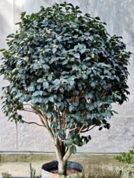 Premium Camellia Japonica with Natural Canopy - Image 2