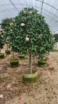 Premium Single‑Trunk Camellia Japonica with Round Canopy - immagine 3