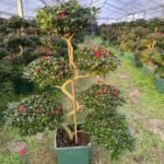 Premium Dragon‑Style Azalea Bonsai