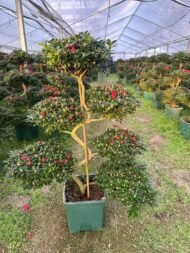 Premium Dragon‑Style Azalea Bonsai