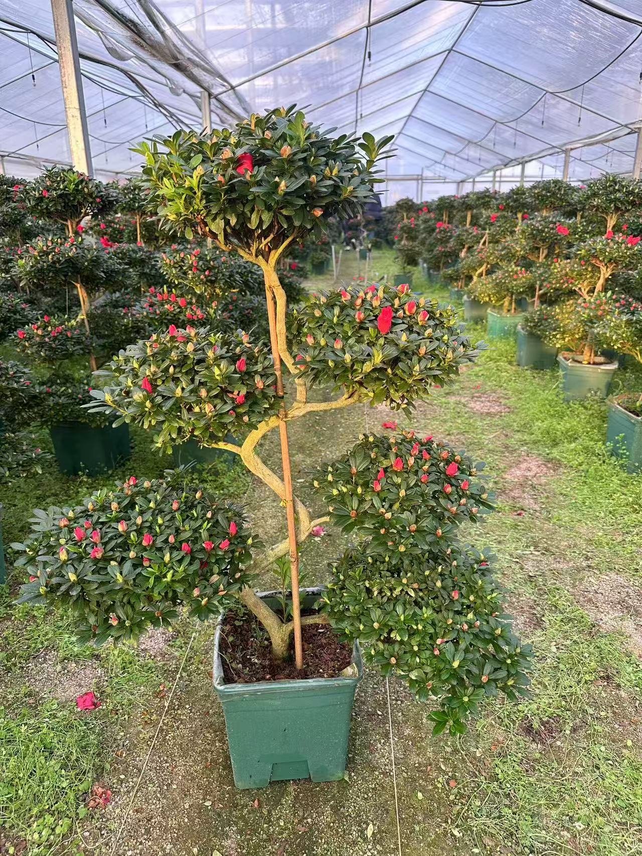 微信图片_20260818123750_149_5 Premium Dragon‑Style Azalea Bonsai - Image 1