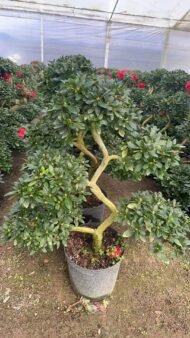 Premium Dragon‑Style Azalea Bonsai - Image 4