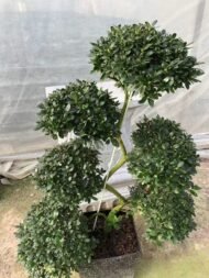 Premium Dragon‑Style Azalea Bonsai - Image 3