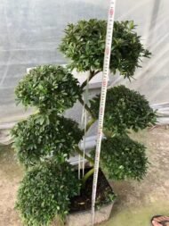 Premium Dragon‑Style Azalea Bonsai - Image 2