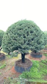Premium Sculpted Podocarpus Bonsai‑Umbrella Shape - Image 3