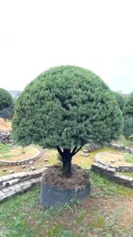 Premium Sculpted Podocarpus Bonsai‑Umbrella Shape - Image 2