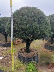 Premium Sculpted Podocarpus Bonsai‑Umbrella Shape - Image 4
