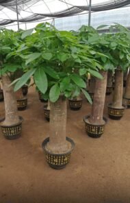 Premium Single‑Trunk Pachira Aquatica Bonsai - Image 4