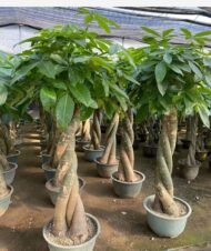 Premium Braided‑Trunk Pachira Aquatica Bonsai - Image 2