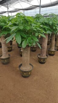 Premium Single‑Trunk Pachira Aquatica Bonsai - Image 3