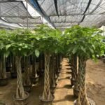 Premium Braided‑Trunk Pachira Aquatica Bonsai