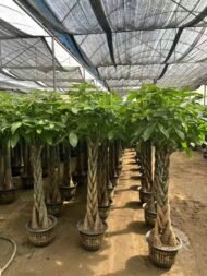 Premium Braided‑Trunk Pachira Aquatica Bonsai