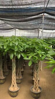 Premium Braided‑Trunk Pachira Aquatica Bonsai - Image 3