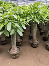 Premium Single‑Trunk Pachira Aquatica Bonsai